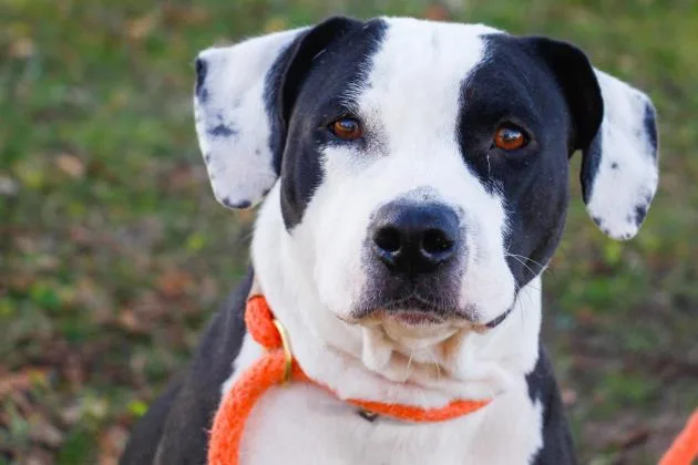 A senior large-sized female Terrier dog named Daisy for adoption in Kansas City, MO