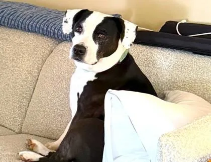 Daisy thumbnail 2