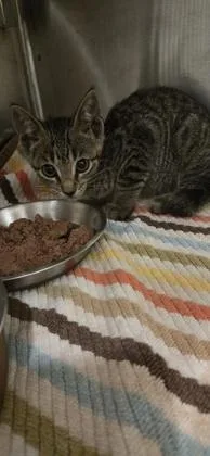 A young small-sized female Domestic Short Hair cat named Mavvy for adoption in Daphne, AL