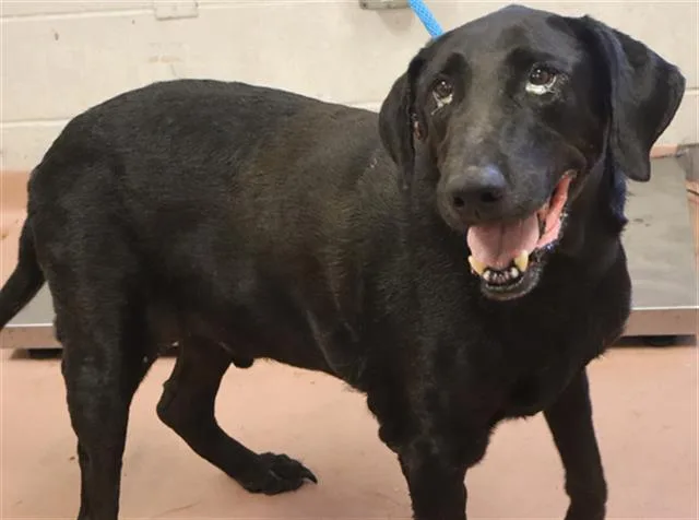 An adult large-sized male Mixed Breed dog named Rally for adoption in Columbia, SC