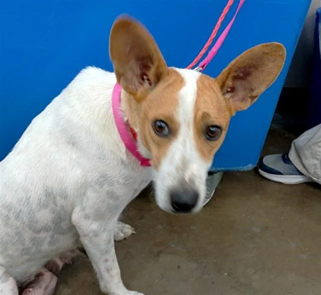 An adult medium-sized female Mixed Breed dog named Lizzie for adoption in Dallas, TX