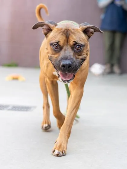 An adult large-sized male Mixed Breed dog named Balance for adoption in Chamblee, GA