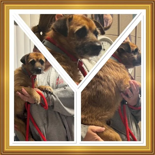 An adult small-sized male Brown / Chocolate Terrier dog named Scrappy for adoption in Buckhannon, WV