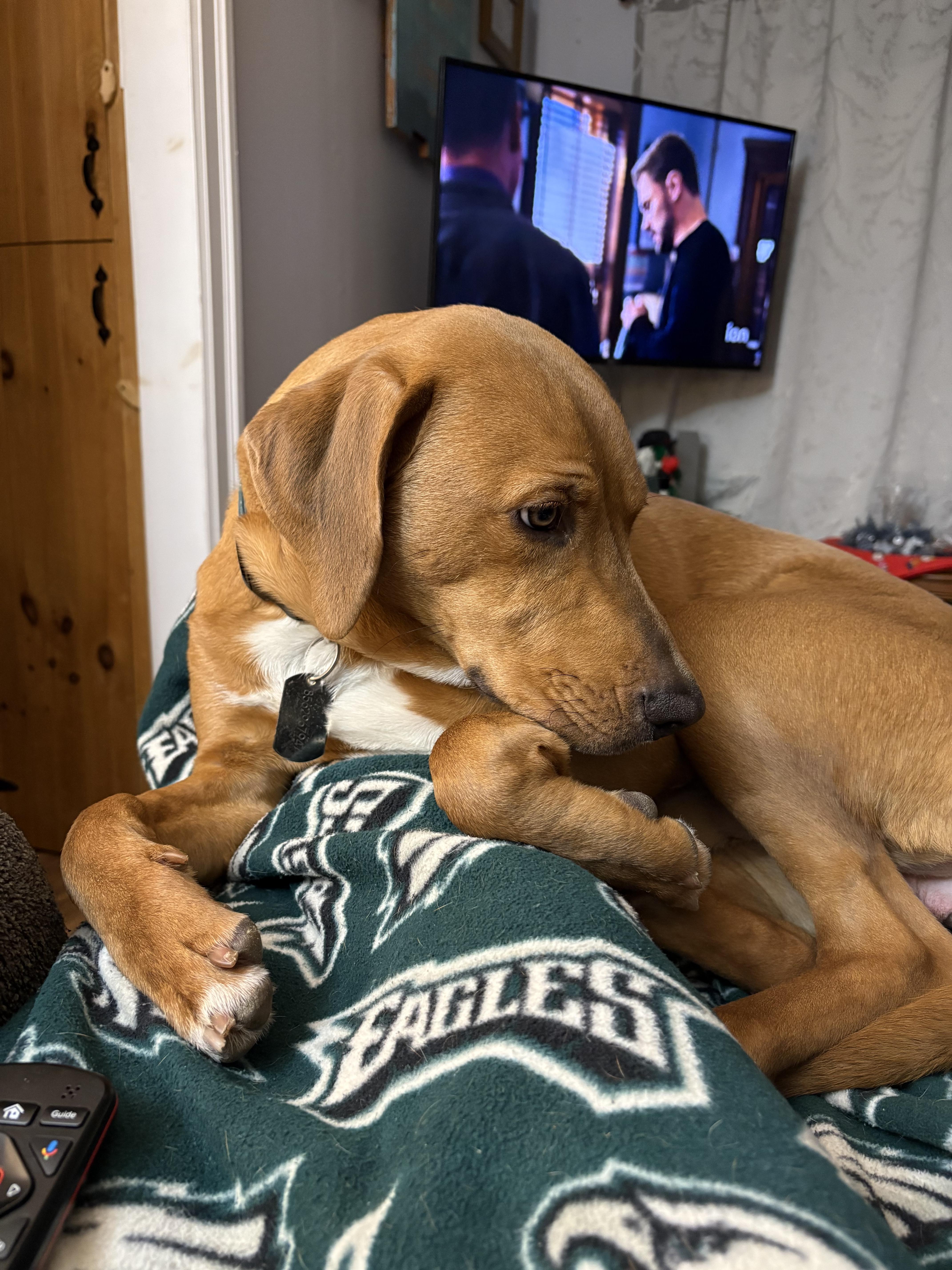 A young large-sized male Golden Labrador Retriever dog named Stitch for adoption in Marlton, NJ