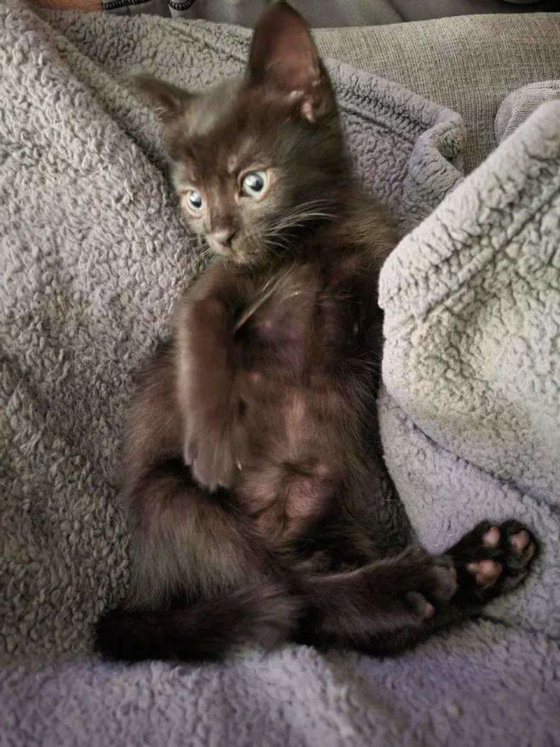 A baby medium-sized male Black Domestic Short Hair cat named Bart for adoption in Lancaster, PA