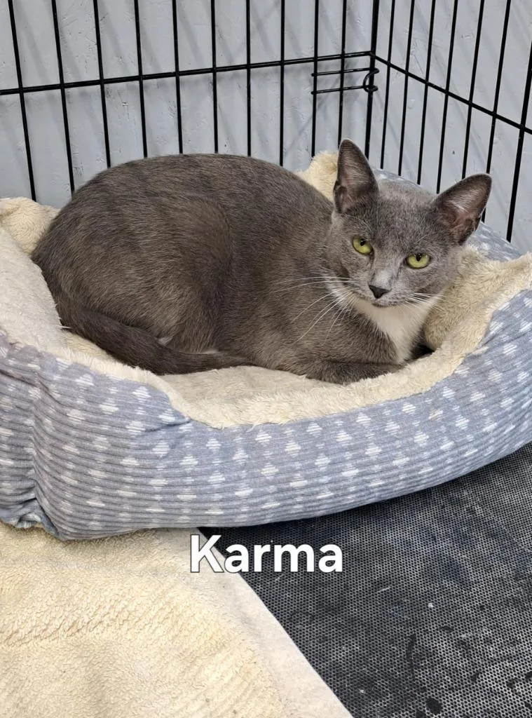 A young large-sized female Domestic Short Hair cat named Karma for adoption in Plattsburgh, NY