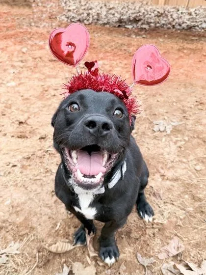 An adult medium-sized male Mixed Breed dog named Antony for adoption in Chamblee, GA