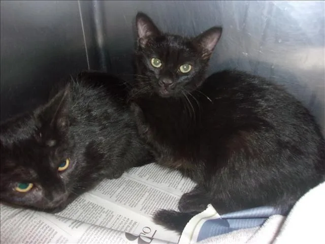 A baby small-sized female Domestic Short Hair cat named Dora for adoption in Van Nuys, CA