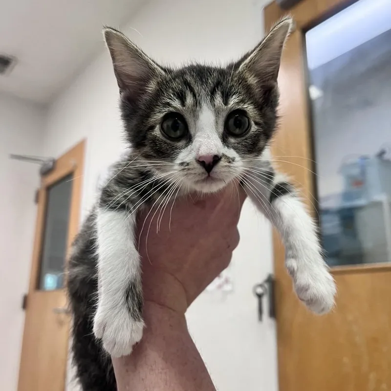 A baby small-sized female Brown / Chocolate Domestic Medium Hair cat named Gold Coast for adoption in Charleston, WV