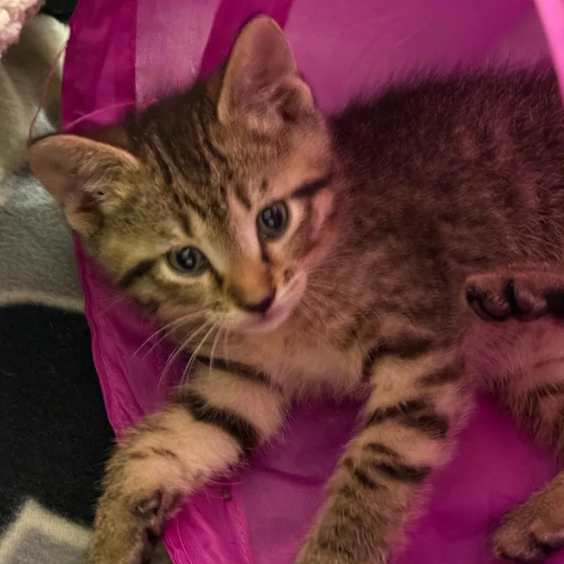 A baby small-sized male Brown / Chocolate Domestic Short Hair cat named Grover for adoption in Columbia, MO