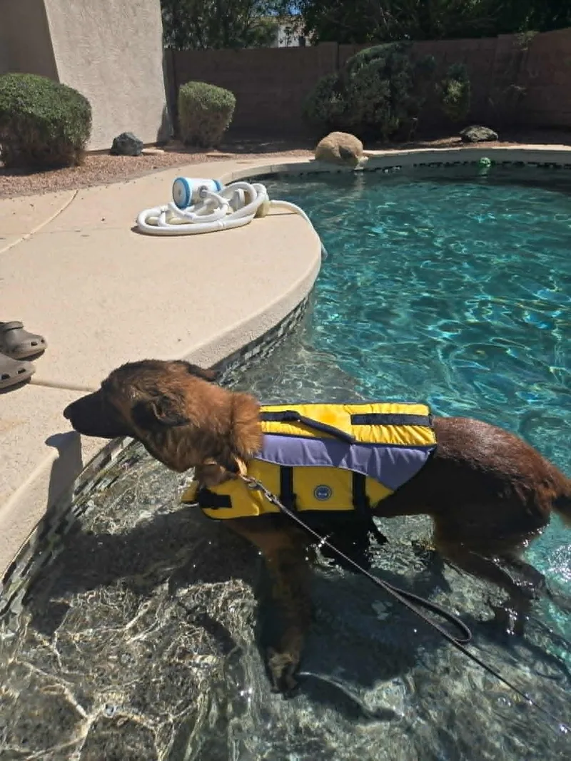 A young large-sized male Golden Belgian Shepherd / Malinois dog named Fletcher for adoption in Glendale, AZ