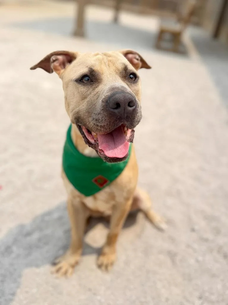 A young medium-sized male Mixed Breed dog named Gifford for adoption in Muskegon, MI