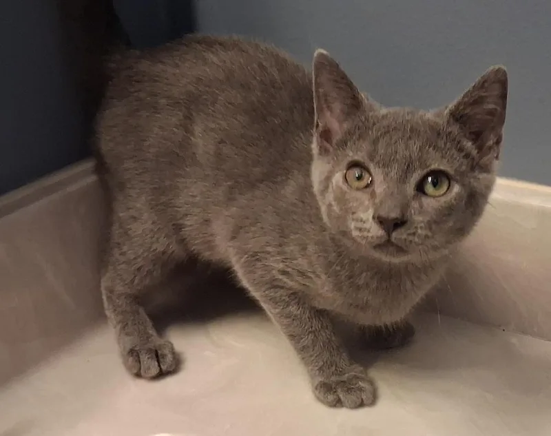 A baby small-sized male Gray / Blue / Silver Domestic Short Hair cat named Whisky for adoption in Greensboro, NC
