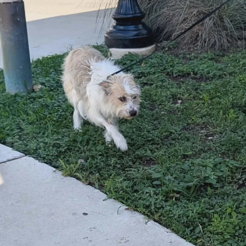 Daisy