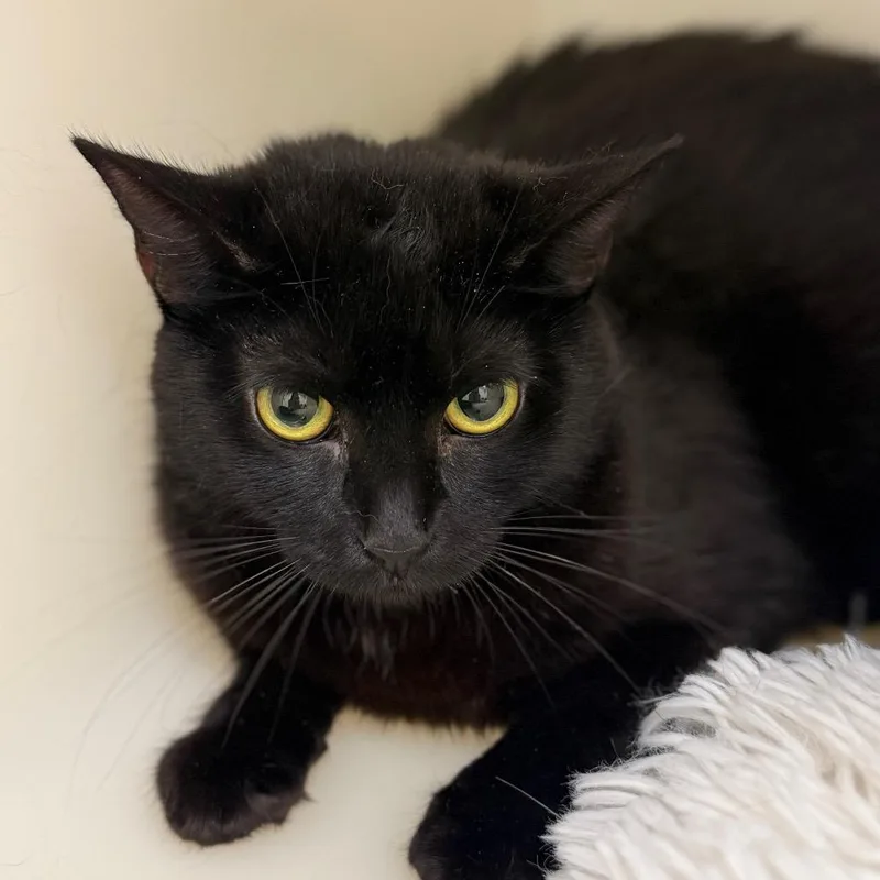An adult medium-sized female Domestic Short Hair cat named Harriet for adoption in Cumming, GA