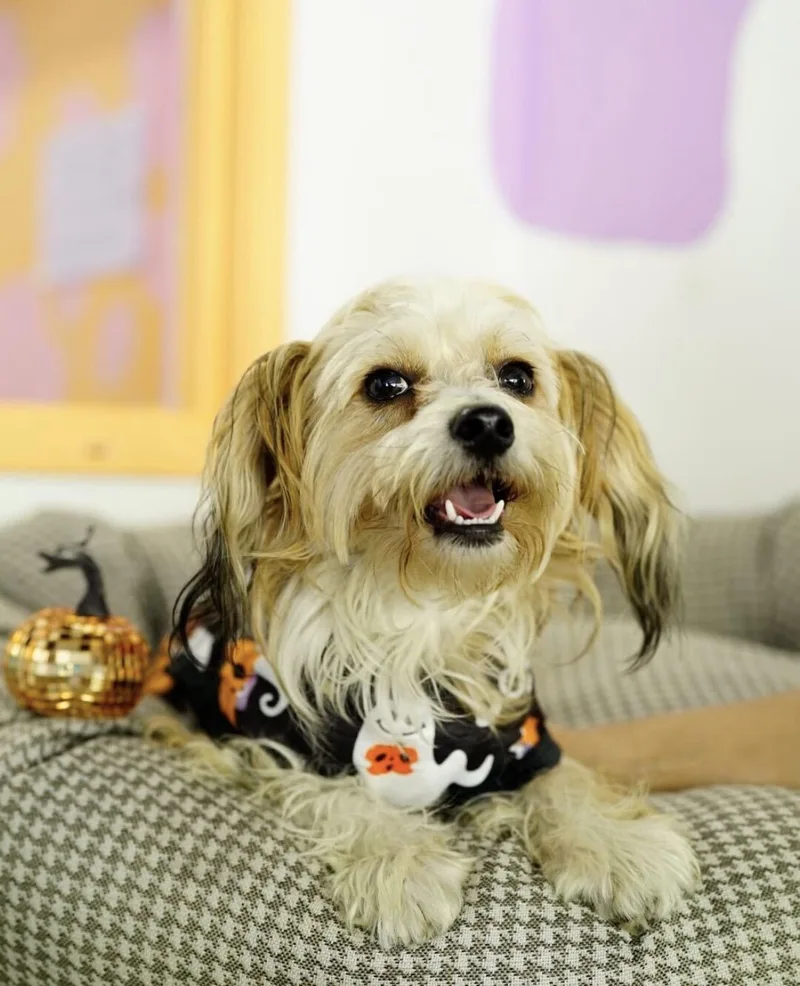 A young small-sized male Havanese dog named Ezra for adoption in Pasadena, CA