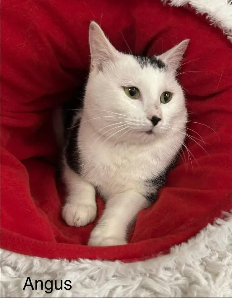 A young small-sized male Domestic Short Hair cat named Angus for adoption in Ballwin, MO