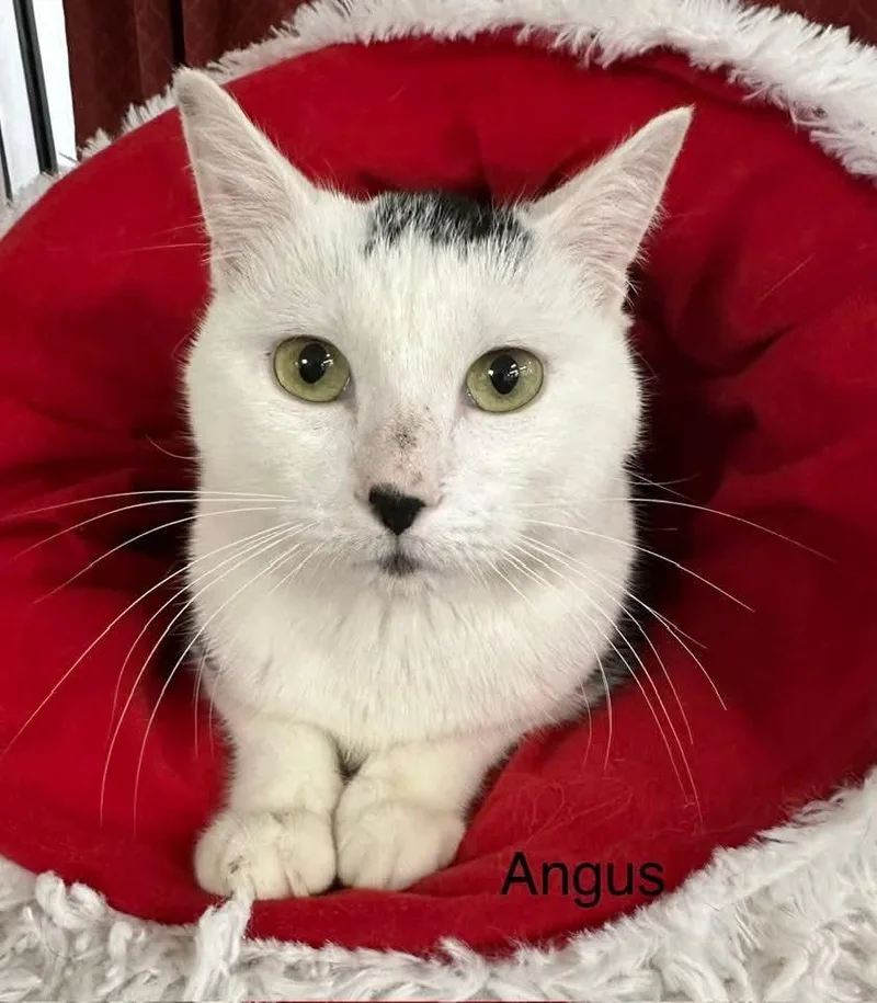 Angus thumbnail 3