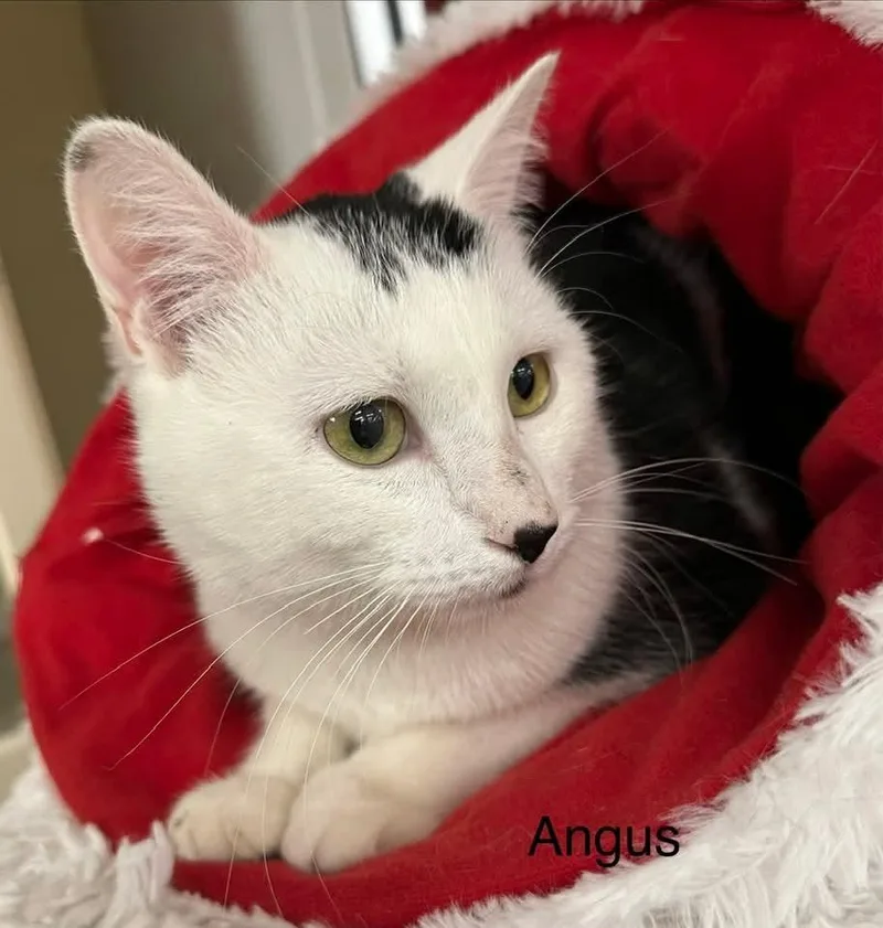 Angus thumbnail 4