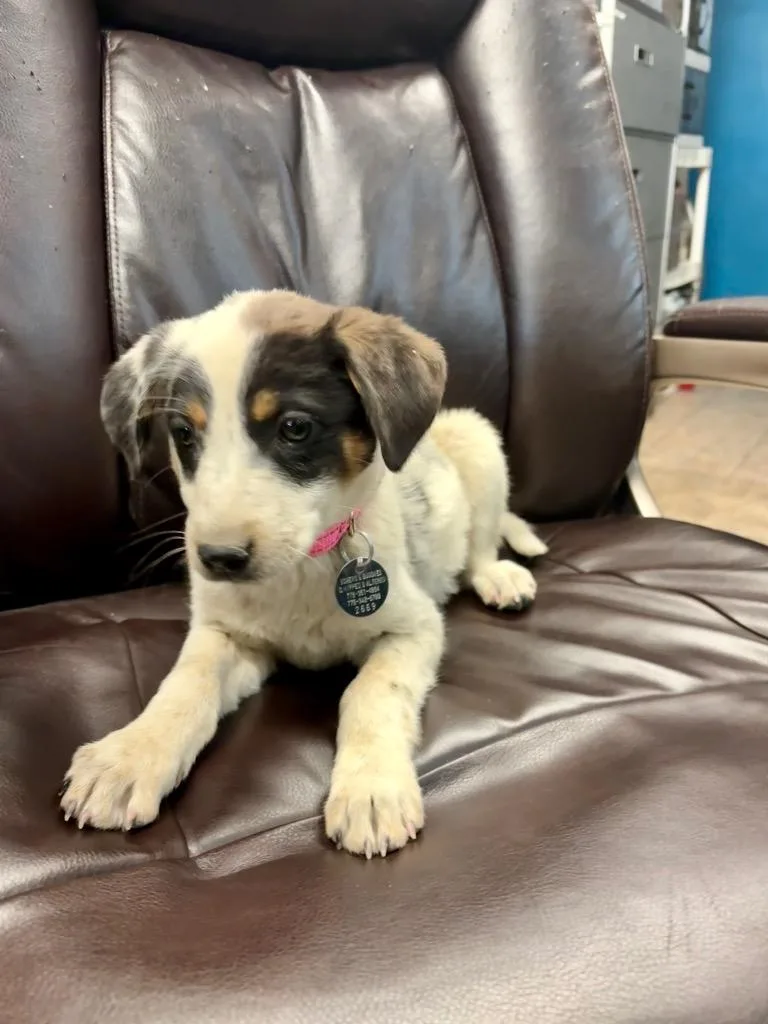 A baby medium-sized female Australian Cattle Dog / Blue Heeler dog named Storm Pooper for adoption in Reno, NV