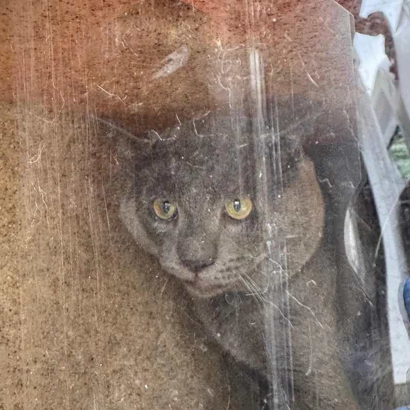 An adult large-sized male Gray / Blue / Silver Domestic Short Hair cat named Uno for adoption in Philadelphia, PA