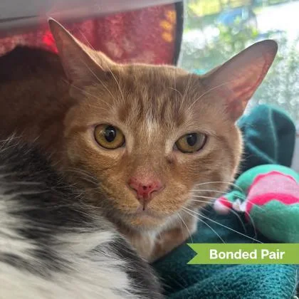 An adult large-sized female Domestic Short Hair cat named Oj for adoption in Reisterstown, MD