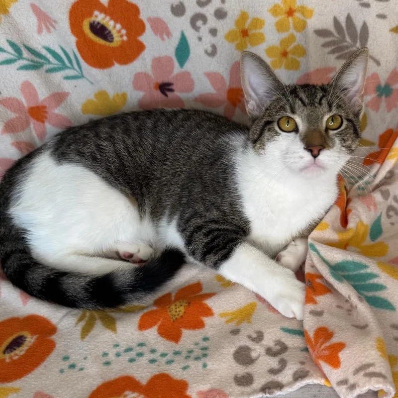 A young small-sized male Buff / Tan / Fawn Domestic Short Hair cat named Brad for adoption in Mount Vernon, IL