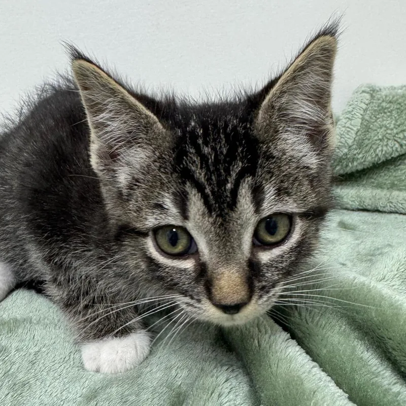 A baby small-sized male Brown / Chocolate Domestic Short Hair cat named Wavy Gravy for adoption in Long Beach, CA