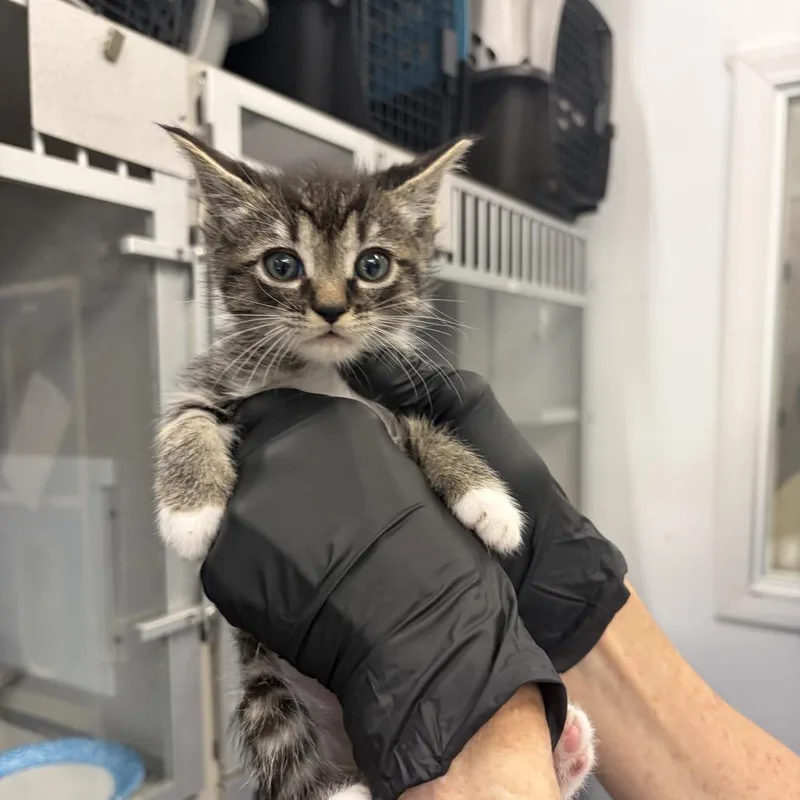 Wavy Gravy thumbnail 2