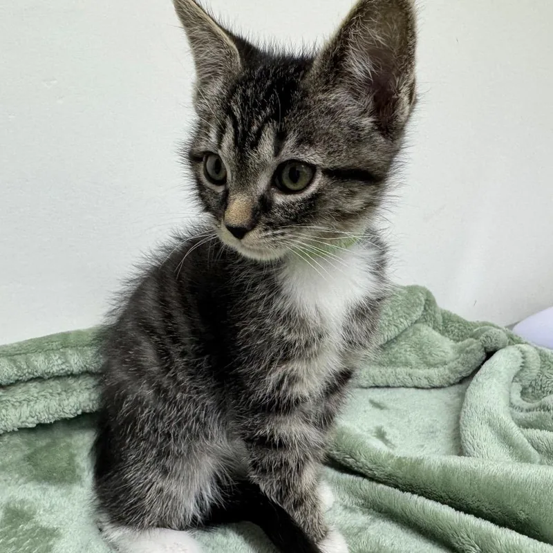 Wavy Gravy thumbnail 3