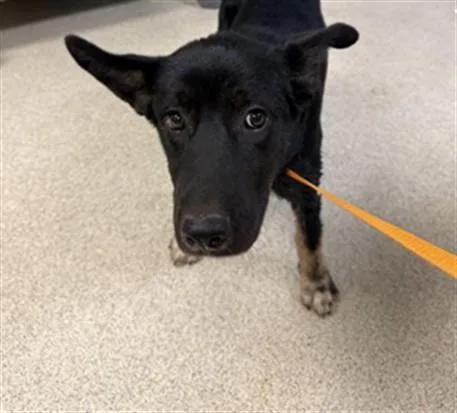 A baby medium-sized female Shepherd dog named Harlow for adoption in Riverside, CA