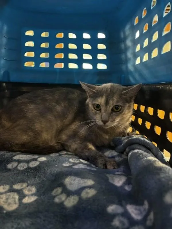 An adult small-sized female Domestic Short Hair cat named Petunia for adoption in Virginia Beach, VA