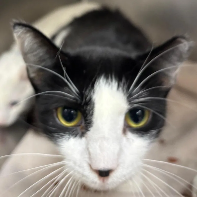 An adult medium-sized female Black Domestic Short Hair cat named Juneau for adoption in Lakeland, FL