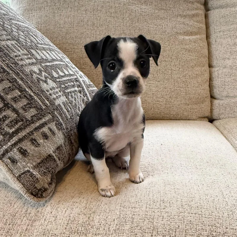 Oreo