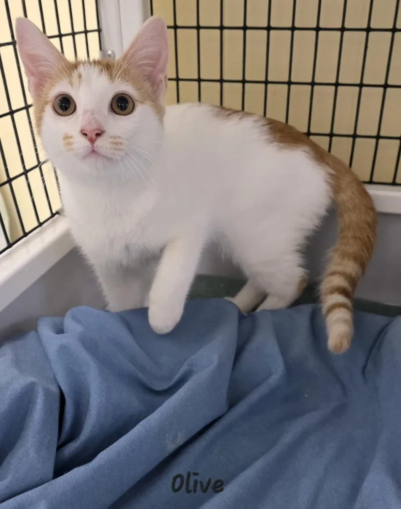 A young medium-sized female Domestic Short Hair cat named Olive for adoption in Key Largo, FL