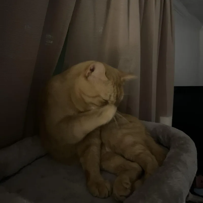 An adult large-sized male Orange / Red Domestic Medium Hair cat named Simba for adoption in Lynchburg, VA