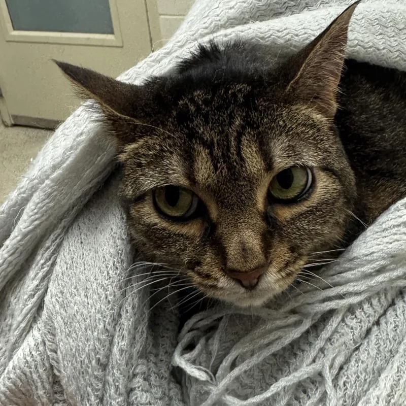 An adult medium-sized female Brown / Chocolate Domestic Short Hair cat named Luna for adoption in Murray, UT