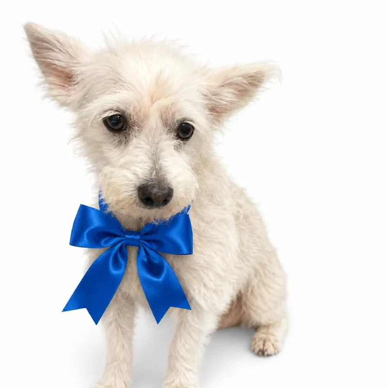A senior small-sized male Gray / Blue / Silver Mixed Breed dog named Rigby for adoption in Columbiana, AL