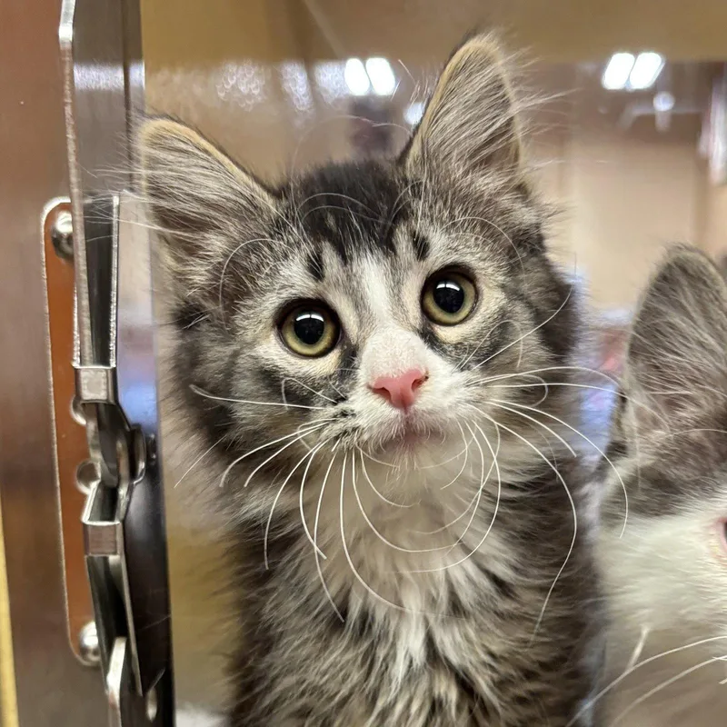A baby medium-sized male Domestic Long Hair cat named Rocky for adoption in Sonora, CA