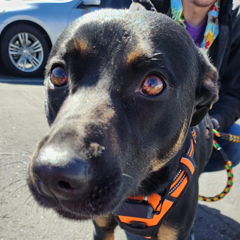 An adult medium-sized female Black Australian Kelpie dog named Roco Hall for adoption in Las Vegas, NV
