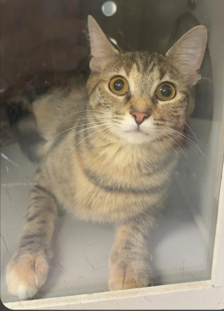 A baby small-sized female Domestic Medium Hair cat named Loofa for adoption in Greenfield, IN
