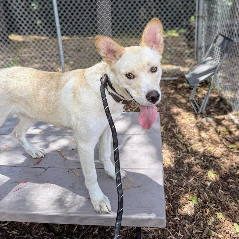 A baby medium-sized male Husky dog named Hercules for adoption in Oakland, CA
