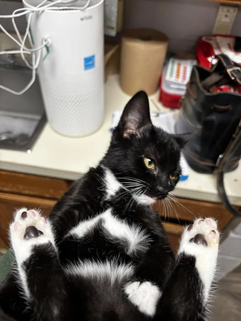 A baby medium-sized female Domestic Short Hair cat named Tasha for adoption in Trenton, NJ