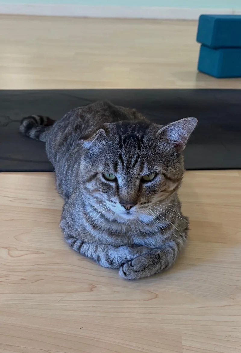 An adult large-sized male Gray & White Domestic Short Hair cat named Tabs for adoption in San Diego, CA