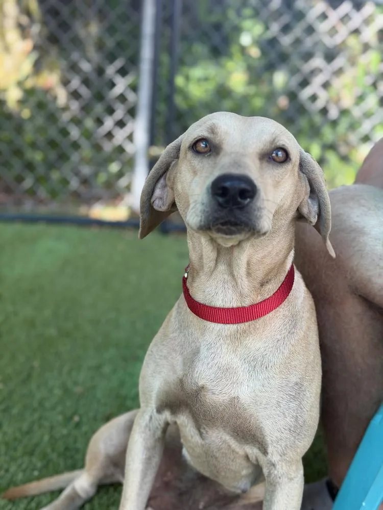 An adult medium-sized female Brown / Chocolate Hound dog named Marisol for adoption in Lakeland, FL