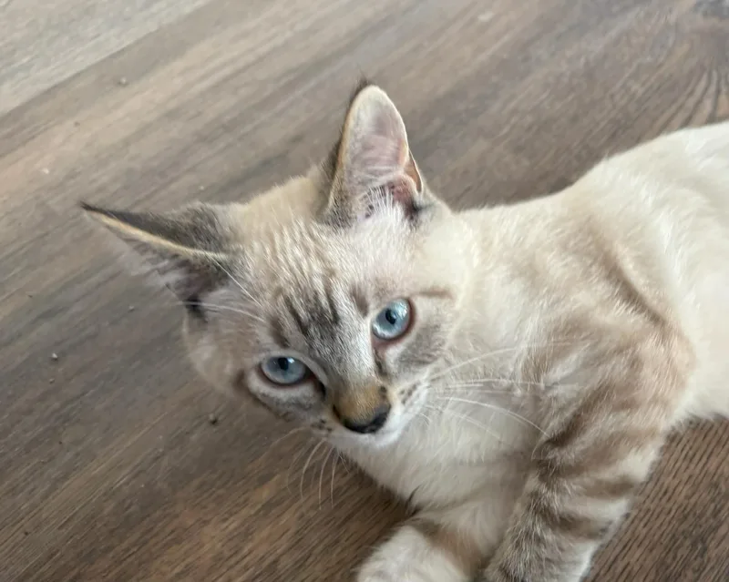 A baby medium-sized male Lilac Point Siamese cat named Rio for adoption in Mission Viejo, CA