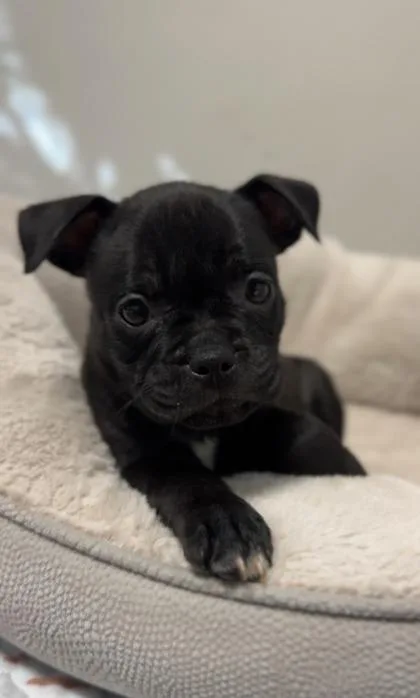 A baby small-sized female Boxer dog named Lillian for adoption in Lawrenceville, GA