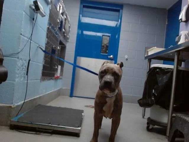 An adult large-sized male Pit Bull Terrier dog named Nino for adoption in Albuquerque, NM