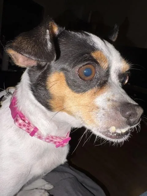 An adult small-sized female Tricolor (Brown, Black, & White) Chihuahua dog named Talia for adoption in Dallas, TX
