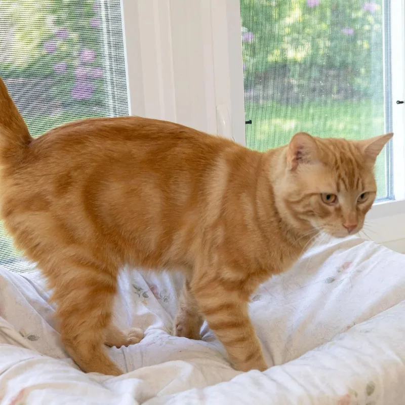 An adult large-sized male Orange / Red Domestic Short Hair cat named Chester Copperpot for adoption in McKean, PA